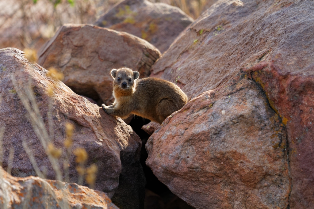 10 - Marakele NP (12).jpg